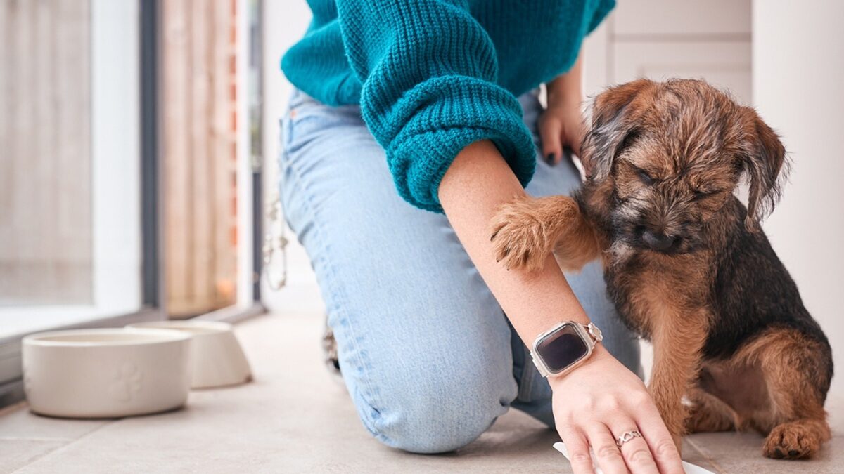 Σκύλος Καθαριότητα