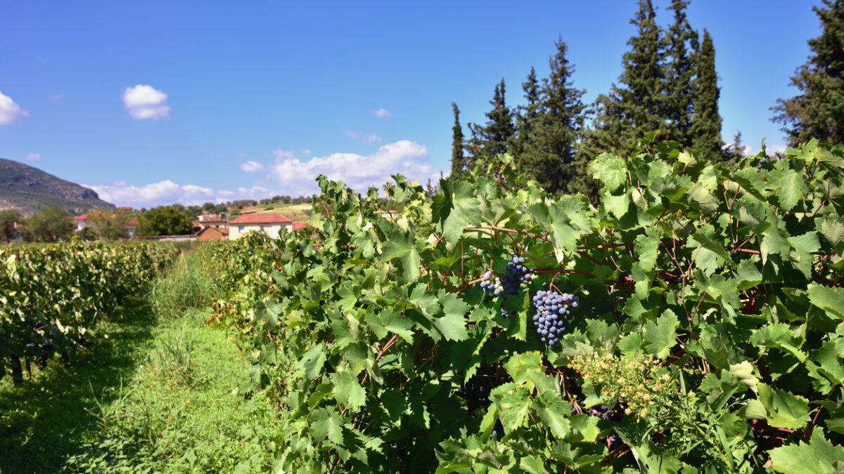 Red bunch of grapes on a vine ready for picking. The vineyard in Nemea region, one from famous wine producing region in Greece