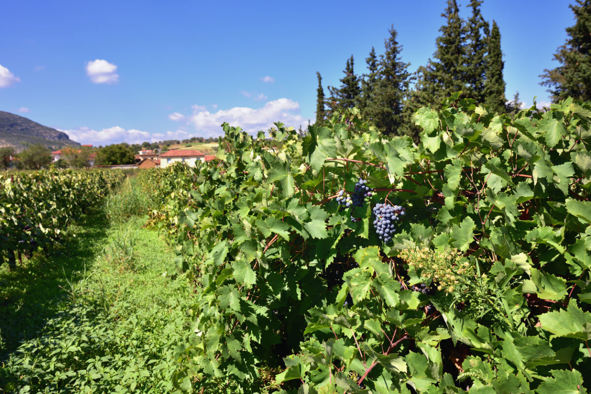 Red bunch of grapes on a vine ready for picking. The vineyard in Nemea region, one from famous wine producing region in Greece