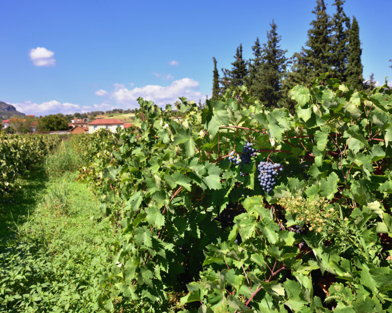 Red bunch of grapes on a vine ready for picking. The vineyard in Nemea region, one from famous wine producing region in Greece