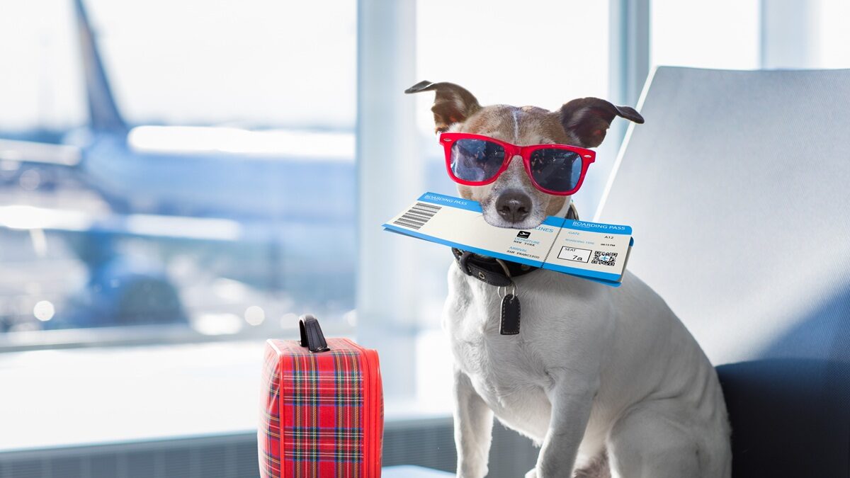 Σκύλος Αεροδρόμιο