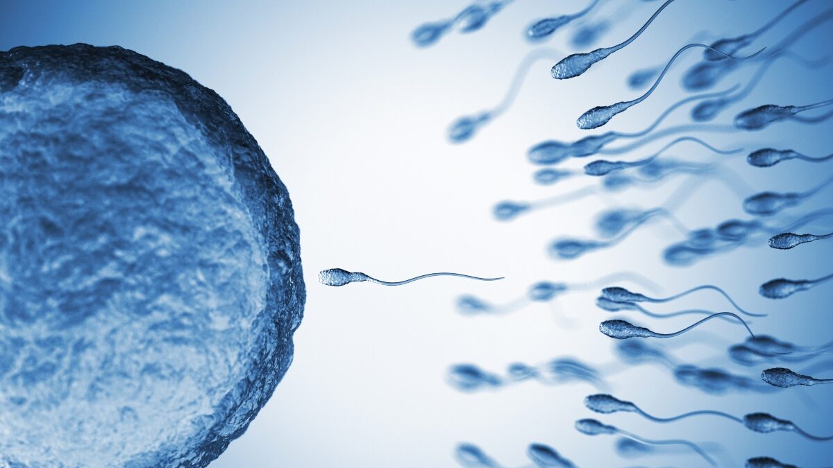 Σπερματοζωάρια