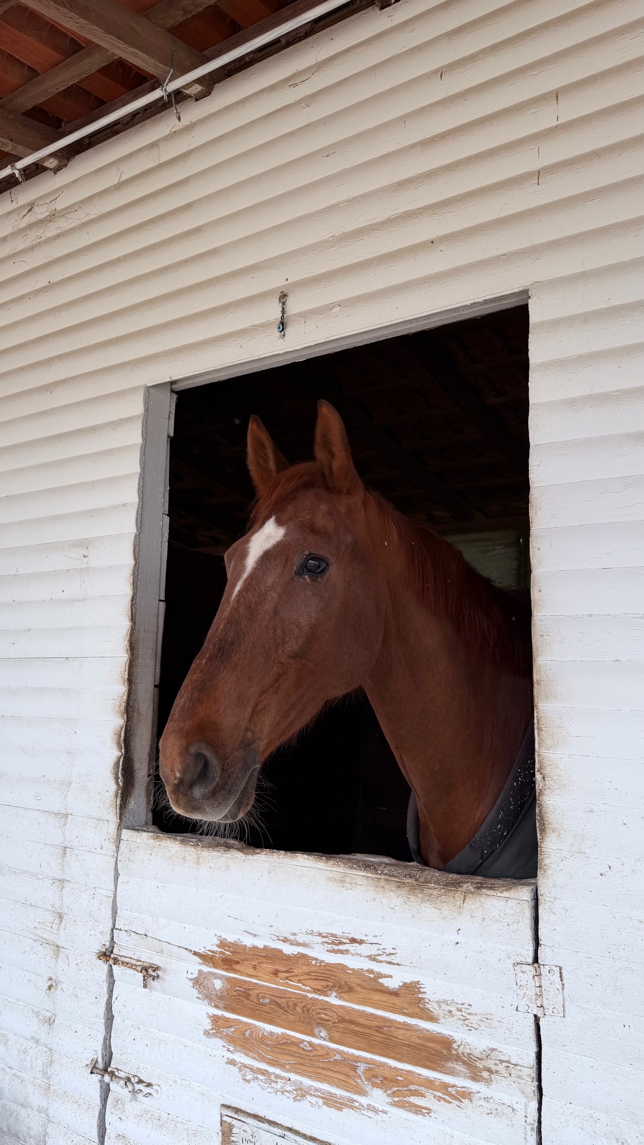 Ιωάννα Τούνη