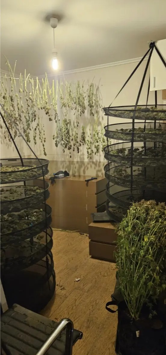 kannabi thessaloniki elas