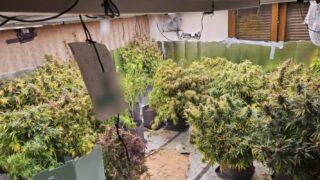 Το εργαστήριο υδροπονικής καλλιέργειας κάνναβης