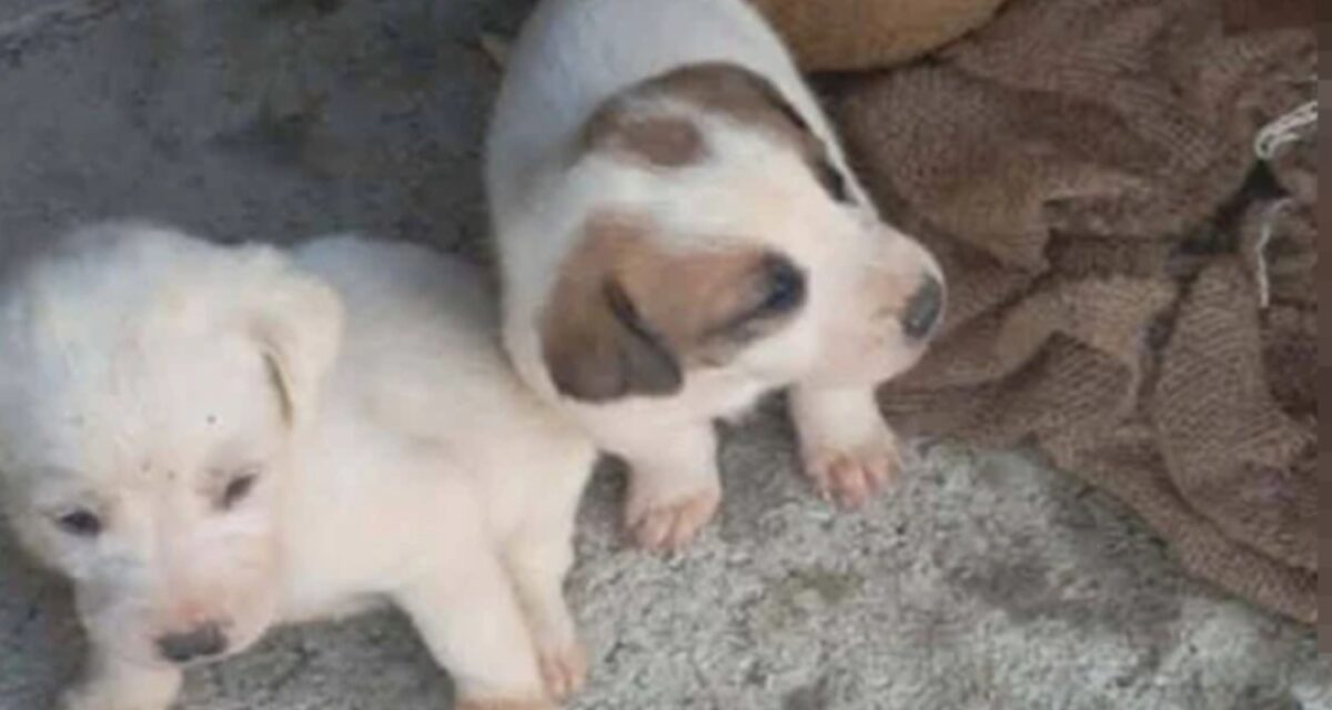 Τα κουταβάκια που σώθηκαν