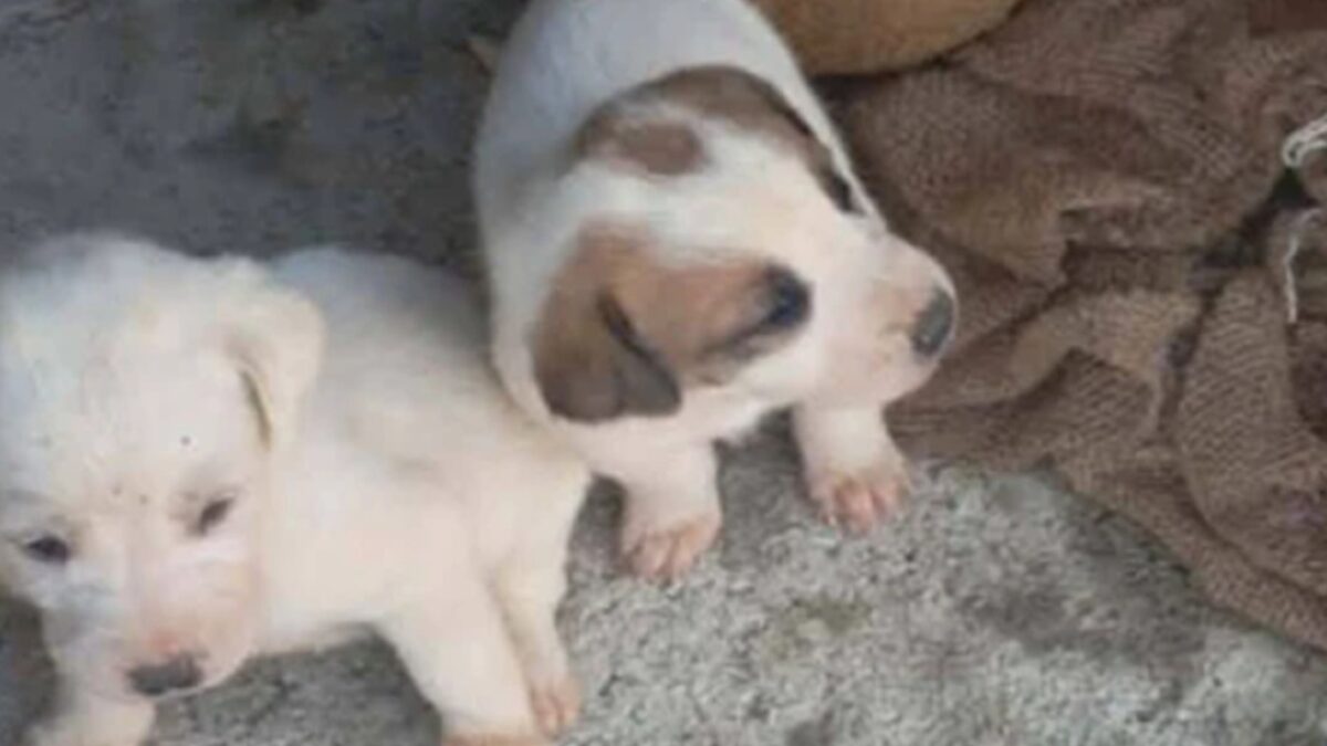 Τα κουταβάκια που σώθηκαν