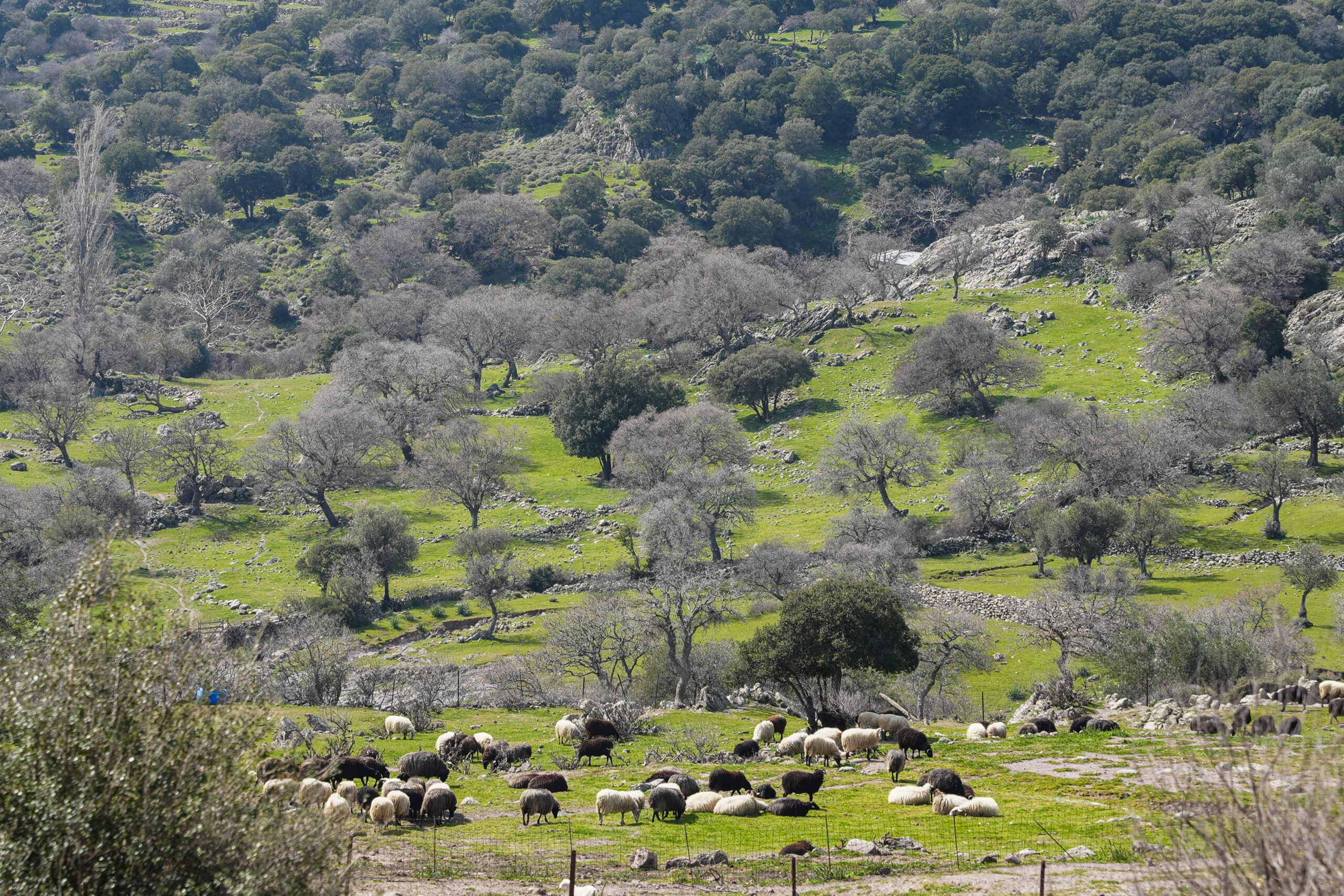 Κρούσματα αφθώδους πυρετού σε κτηνοτροφική μονάδα της Λέσβου, στο χωριό Πελόπη, Τρίτη 17 Μαρτίου 2026. Το πρώτο κρούσμα αφθώδους πυρετού στην Ελλάδα μετά από 20 χρόνια (η τελευταία φορά που ο ιός είχε κάνει την εμφάνισή του στη χώρα μας ήταν το 2000-2001), εντοπίστηκε σε εκτροφή βοοειδών την Κυριακή 15 Μαρτίου στην περιοχή της Πελόπης, στη Δημοτική Ενότητα Μανταμάδου του Δήμου Δυτικής Λέσβου. Στην περιοχή της Τουρκίας που βρίσκεται απέναντι από τον Μανταμάδο, ο αφθώδης πυρετός είναι σε μεγάλη έξαρση. Σε έκτακτη σύσκεψη στο υπουργείο Ανάπτυξης και Τροφίμων αποφασίστηκε εφαρμογή σχεδίου έκτακτης ανάγκης σύμφωνα με την ευρωπαική και εθνική νομοθεσία. Εκτός από την απαγόρευση σφαγών ζώων εντός του νησιού, ισχύει και απαγόρευση μετακίνησης ζώντων ζώων εντός και εκτός νησιού αλλά και απαγόρευση διακίνησης τροφίμων ζωικής προέλευσης απο πολίτες, στις προσωπικές τους αποσκευές, εκτός νησιού. Κανένο ζωικό, γαλακτομικό ή τυροκομικό προϊόν δεν βγαίνει από τη Λέσβο. Ηδη, όποιο πλοίο έρχεται και φεύγει από το λιμάνι της Μυτιλήνης, περνάει από τη διαδικασία της απολύμανσης με ψεκασμούς σε ολα τα οχήματα που εισέρχονται στο πλοίο. (ΠΑΝΑΓΙΩΤΗΣ ΜΠΑΛΑΣΚΑΣ/EUROKINISSI)