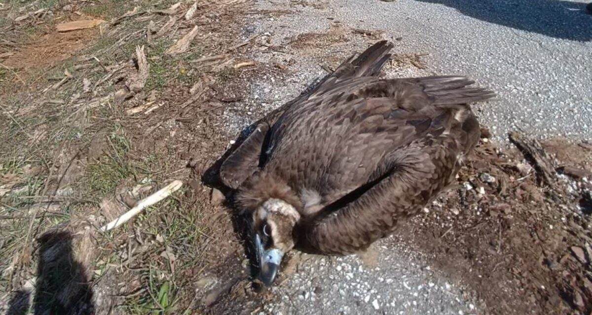 Ο τραυματισμένος μαυρογύπας