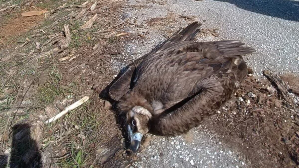 Ο τραυματισμένος μαυρογύπας