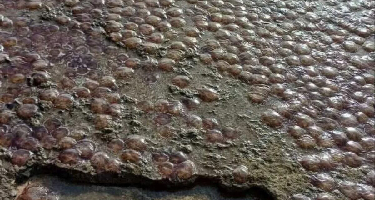 πηγή: Φάνης Σπανός