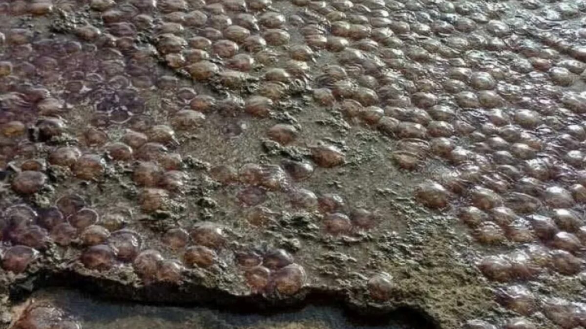 πηγή: Φάνης Σπανός