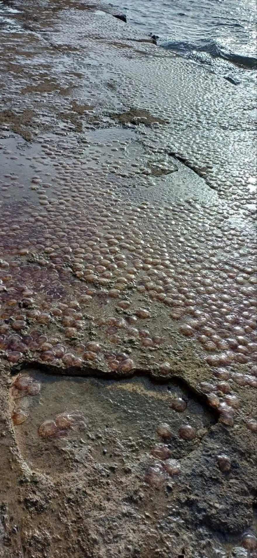 πηγή: Φάνης Σπανός