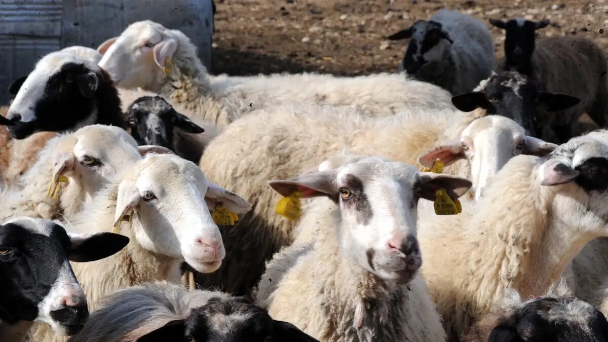 Αιγοπρόβατα