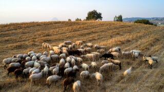 Αιγοπρόβατα
