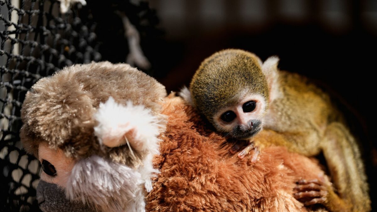 O μικρός Παντς