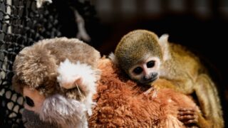 O μικρός Παντς