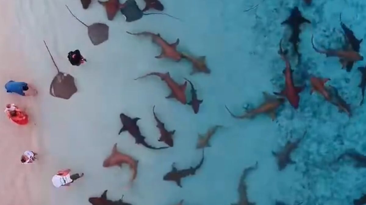 Καρχαρίες κολυμπούν σε ρηχά νερά στις Μαλδίβες