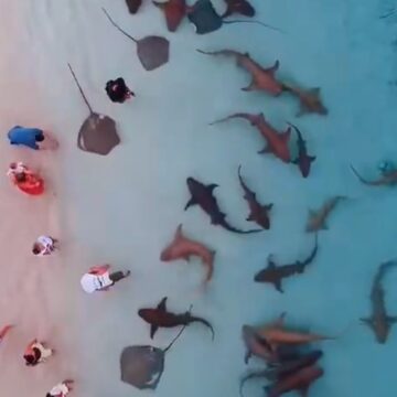 Καρχαρίες κολυμπούν σε ρηχά νερά στις Μαλδίβες