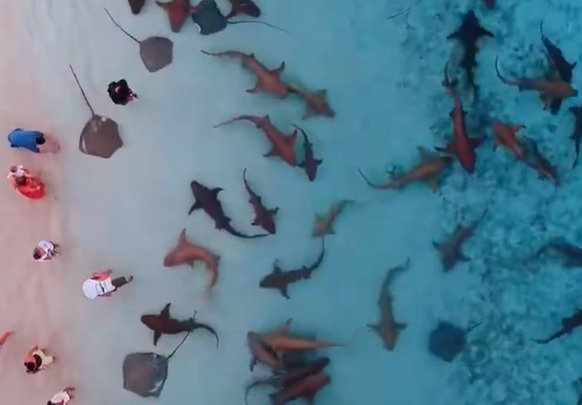 Καρχαρίες κολυμπούν σε ρηχά νερά στις Μαλδίβες