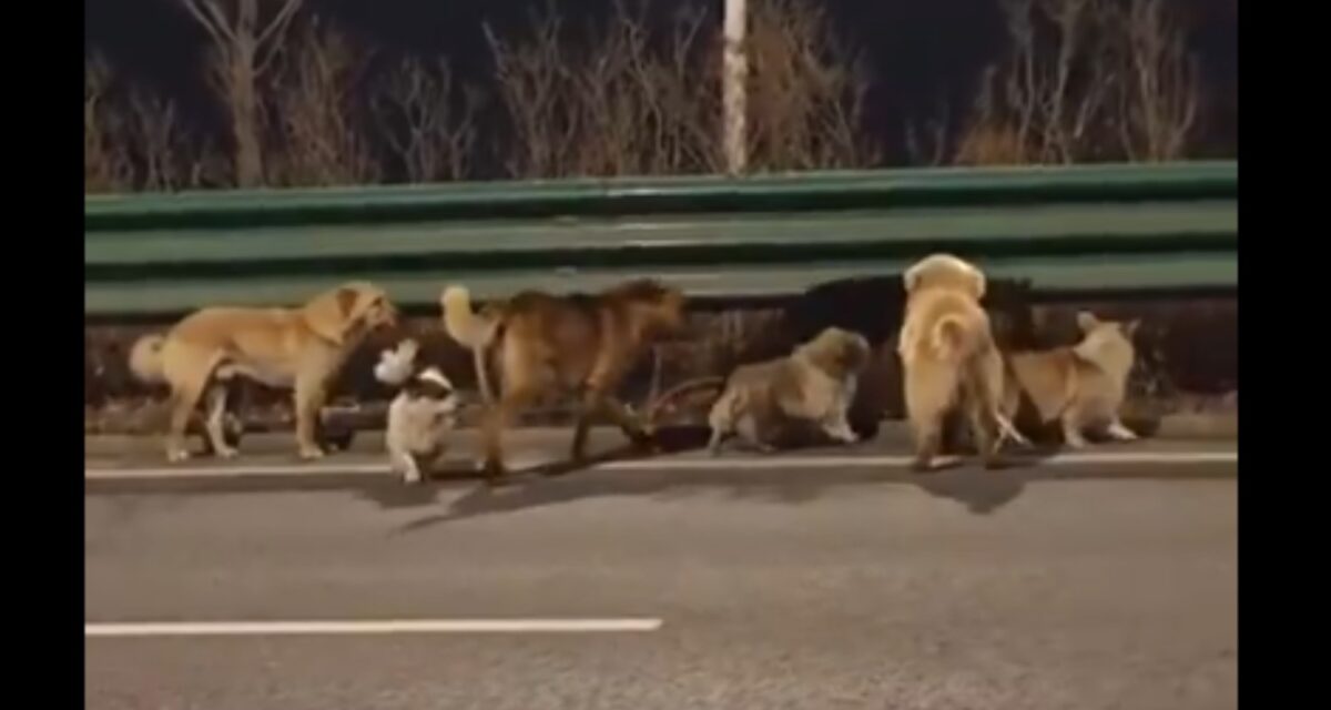 Κίνα: Σκύλοι δραπέτες ξέφυγαν από το φορτηγό που θα τους πήγαινε σε εργοστάσιο κρέατος