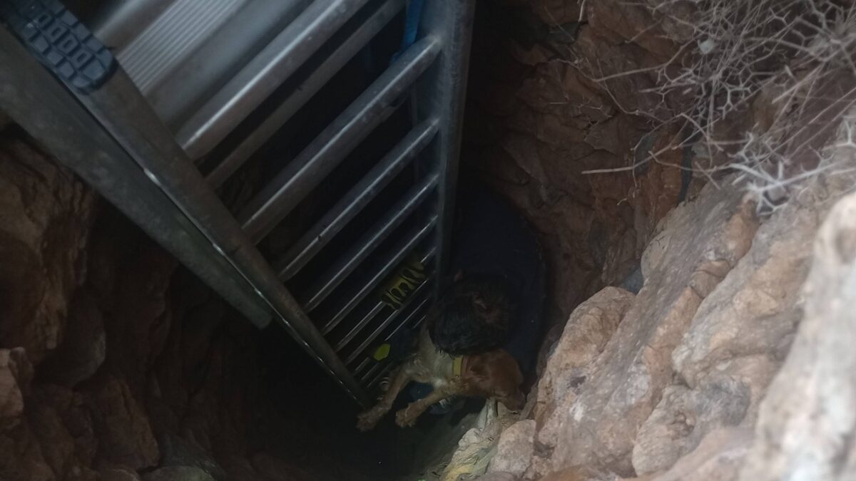 Σκύλος σε πηγάδι