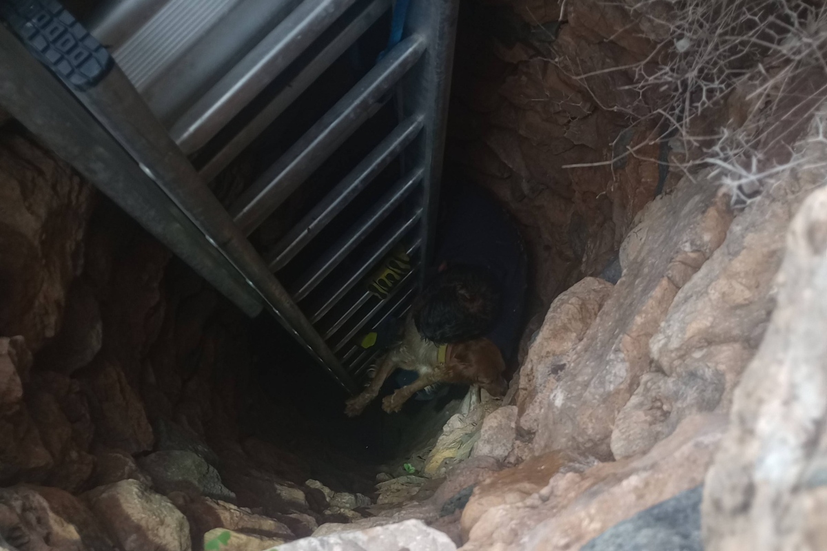 Σκύλος σε πηγάδι