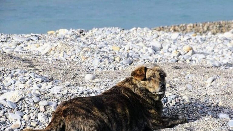 Η «Μπέλλα», το «Χάτσικο» της Παλαιόχωρας στα Χανιά