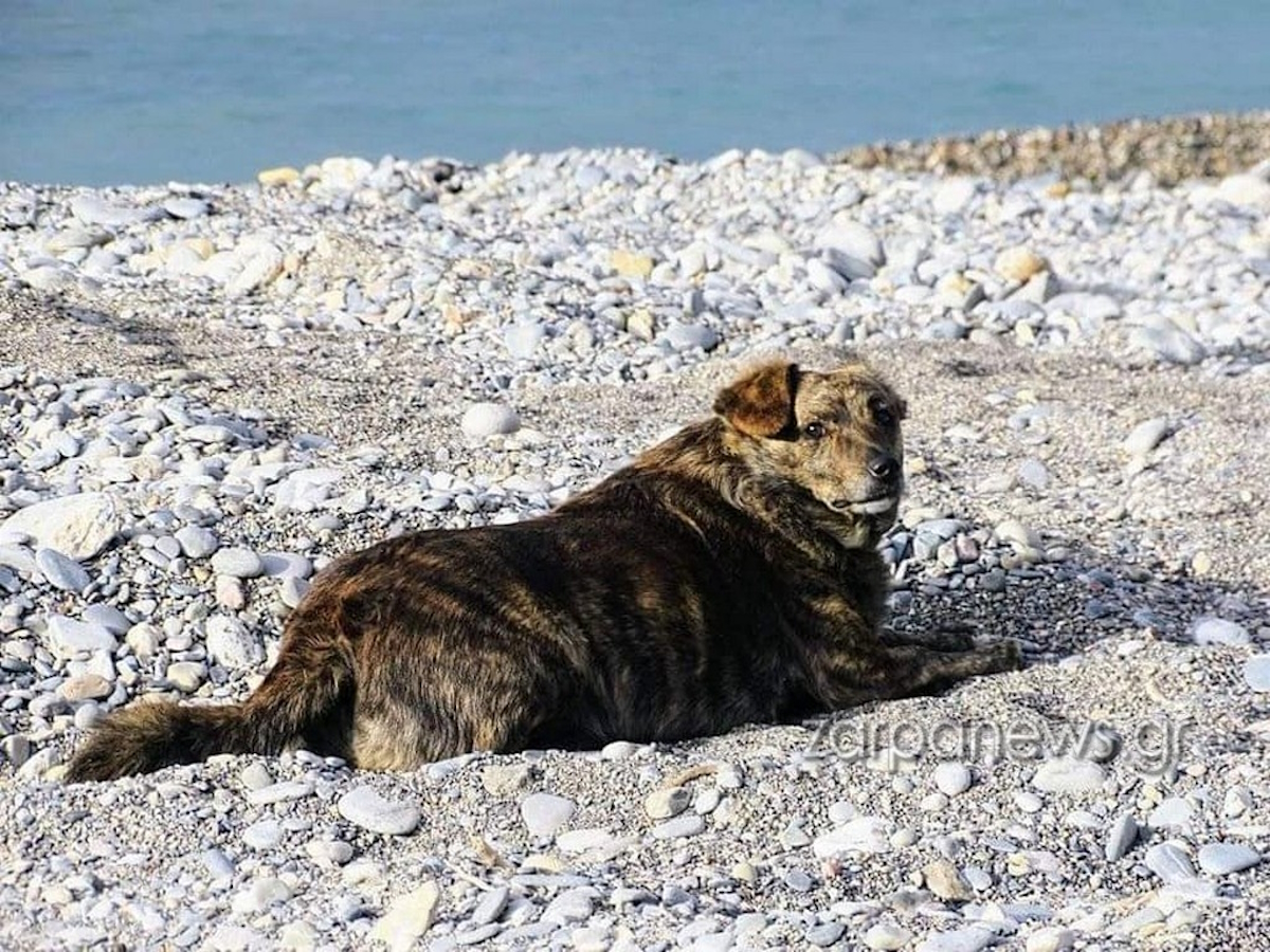 Η «Μπέλλα», το «Χάτσικο» της Παλαιόχωρας στα Χανιά