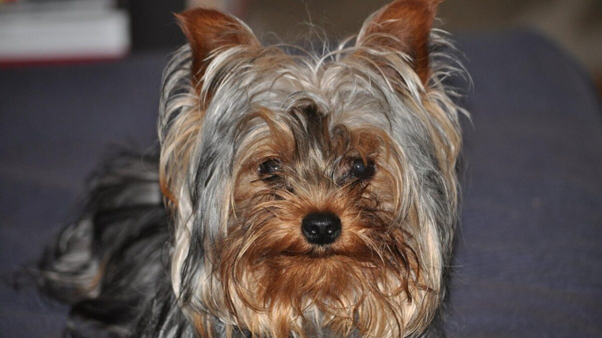 Μικρόσωμες ράτσες σκύλων: Οι πρωταγωνιστές του αστικού lifestyle – Στιλ και στοργή σε μικρό πακέτο