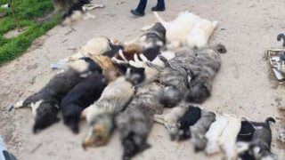 Αδέσποτα σκυλιά βρέθηκαν νεκρά στη Χαλκιδική