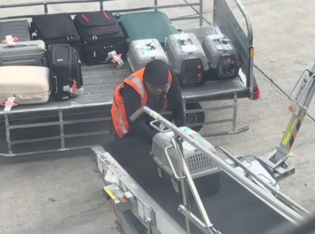 Αεροδρόμιο Ελευθέριος Βενιζέλος: Εργαζόμενος «έλιωσε» το ίντερνετ με την αξιολάτρευτη υποδοχή κατοικίδιων από τον χώρο αποσκευών αεροπλάνου