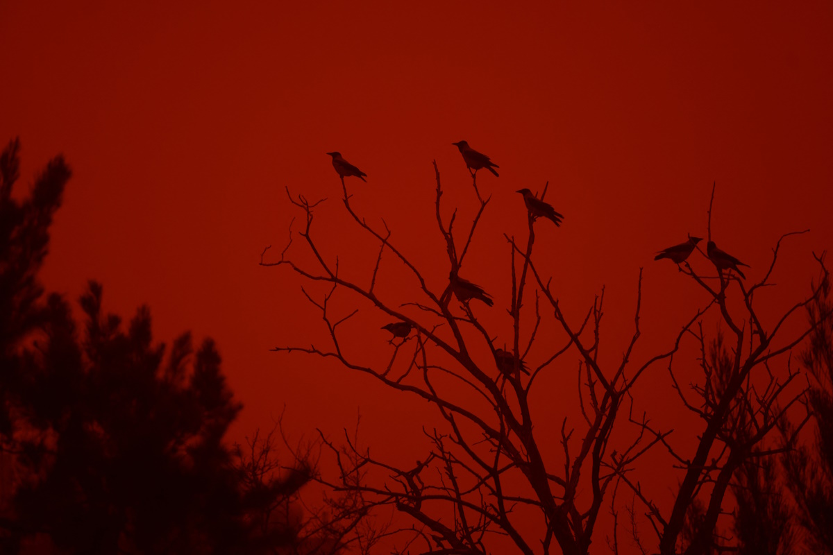 Birds perch on a tree in the city amid a haze caused by sand dust from the Sahara, due to strong southern winds, in Heraklion, Crete island, April 1, 2026.REUTERS