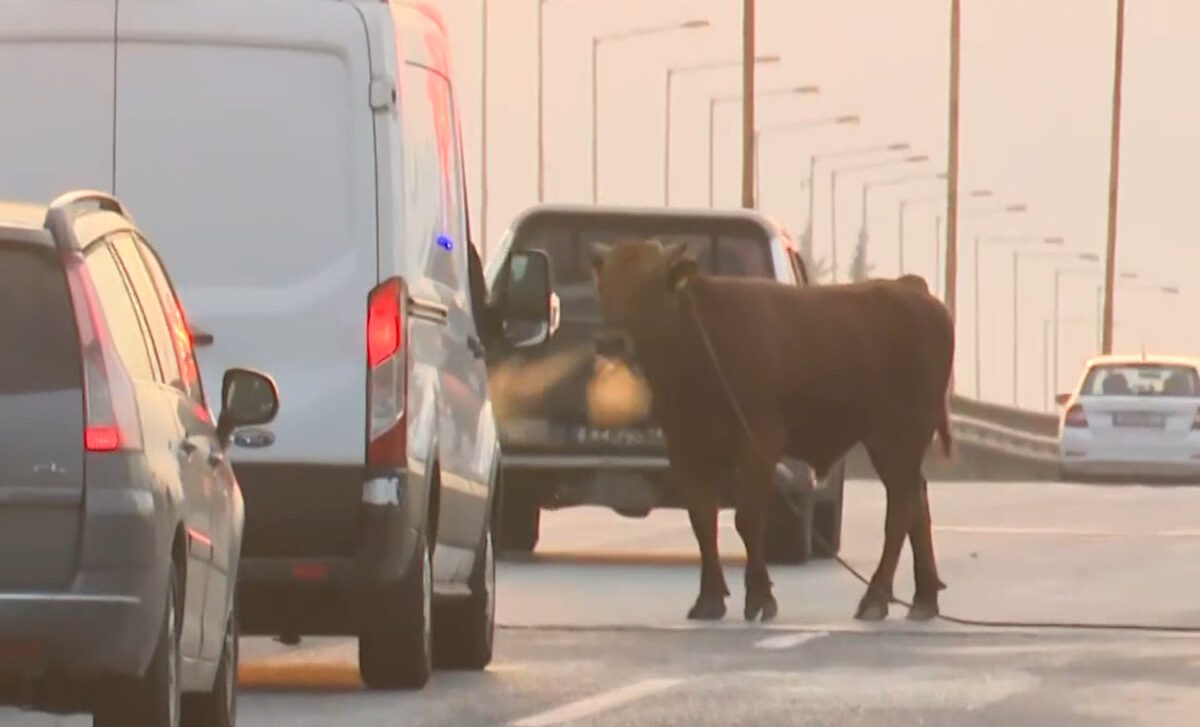 Θεσσαλονίκη: Αγελάδα ξέφυγε και έκανε βόλτες στην εθνική οδό στο ύψος της Σίνδου