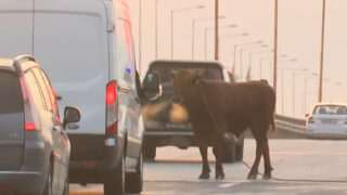Θεσσαλονίκη: Ταύρος ξέφυγε και έκανε βόλτες στην εθνική οδό στο ύψος της Σίνδου