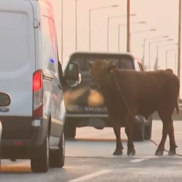 Θεσσαλονίκη: Ταύρος ξέφυγε και έκανε βόλτες στην εθνική οδό στο ύψος της Σίνδου