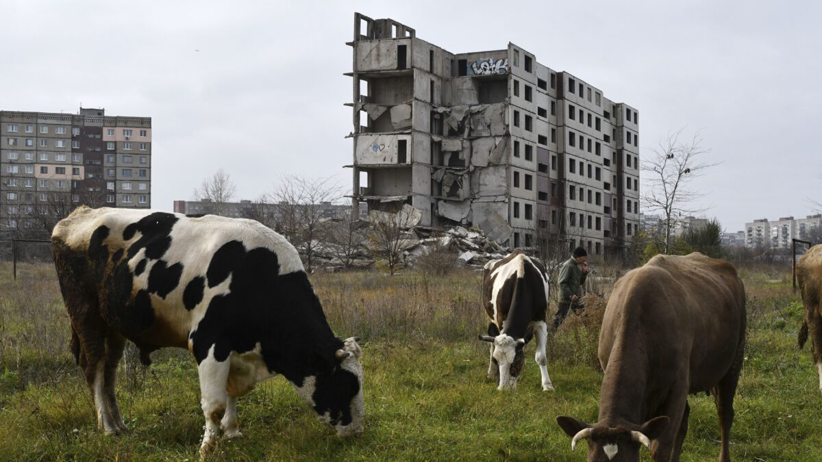 Αντιδράσεις για τις θανατώσεις βοοειδών στη Ρωσία