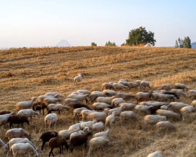 Αιγοπρόβατα