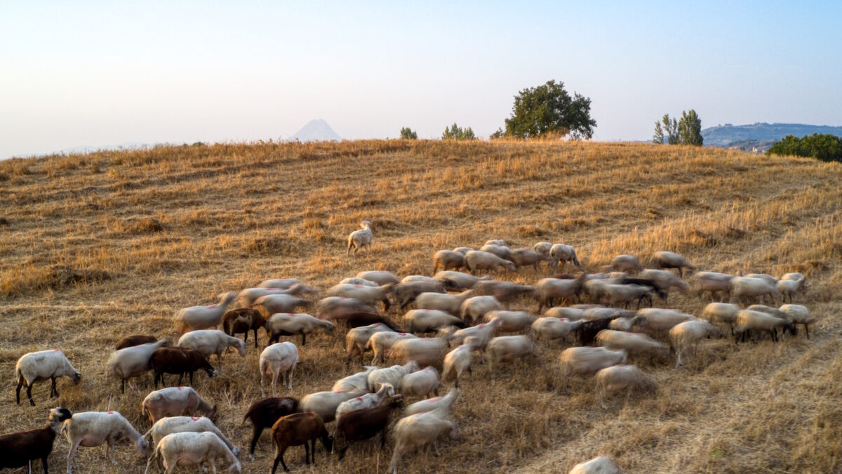 Αιγοπρόβατα