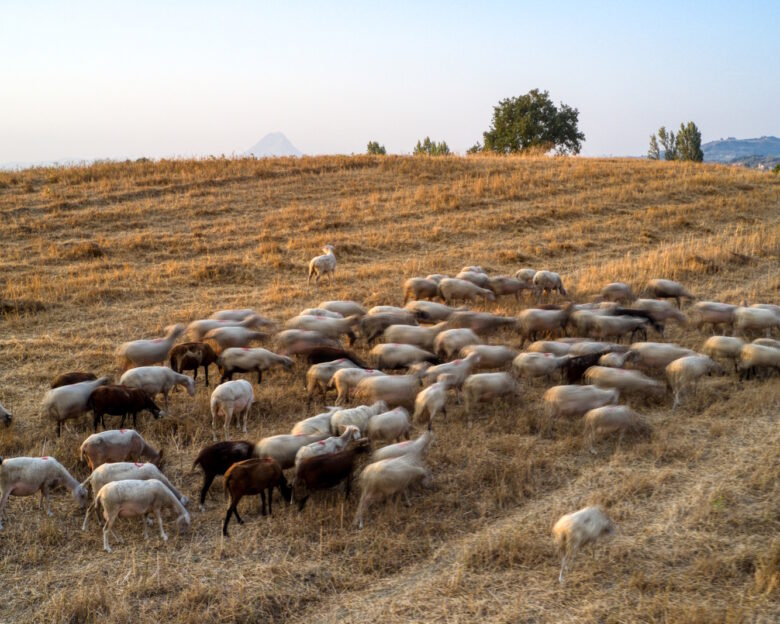 Αιγοπρόβατα