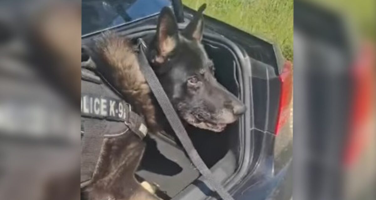 Θεσσαλονίκη: Αστυνομικός σκύλος μυρίστηκε πάνω από ένα κιλό κοκαΐνης σε πορτ μπαγκάζ αυτοκινήτου