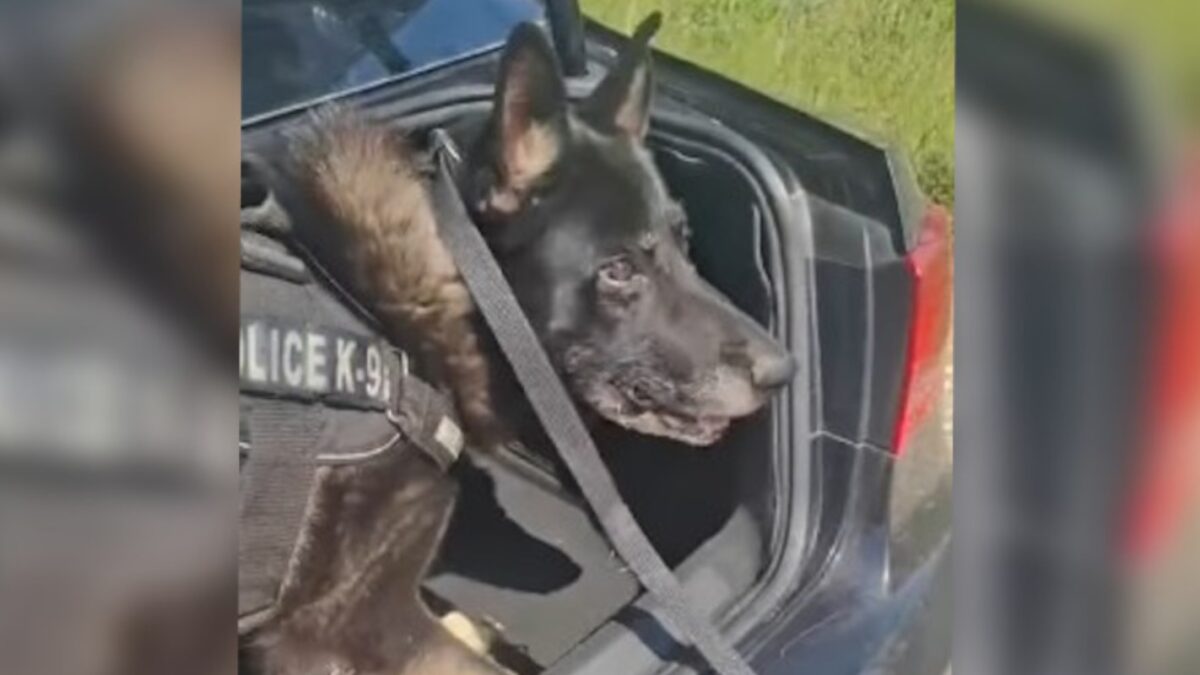 Θεσσαλονίκη: Αστυνομικός σκύλος μυρίστηκε πάνω από ένα κιλό κοκαΐνης σε πορτ μπαγκάζ αυτοκινήτου