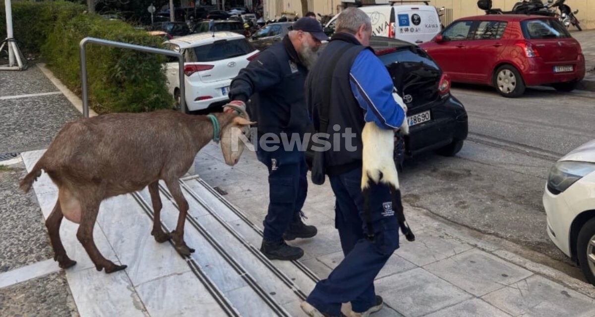 Καλλιακμάνης για Αμπελόκηπους: CEOγνωστής εταιρείας είχε το παράνομο μαντρί σε ταράτσα 16ου ορόφου