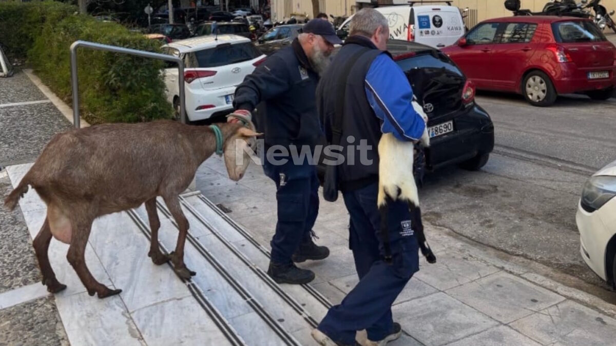 Καλλιακμάνης για Αμπελόκηπους: CEOγνωστής εταιρείας είχε το παράνομο μαντρί σε ταράτσα 16ου ορόφου