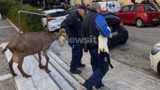 Καλλιακμάνης για Αμπελόκηπους: CEO γνωστής εταιρείας είχε το παράνομο μαντρί σε ταράτσα 16ου ορόφου