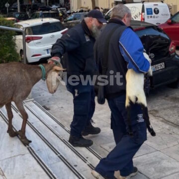 Καλλιακμάνης για Αμπελόκηπους: CEO γνωστής εταιρείας είχε το παράνομο μαντρί σε ταράτσα 16ου ορόφου