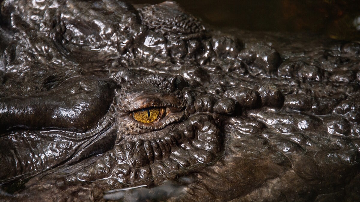 Κροκόδειλος