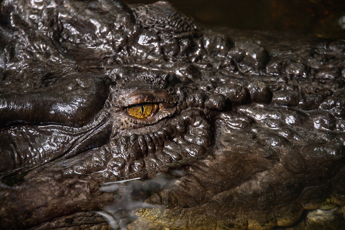 Γαλλία: Κροκόδειλος βρέθηκε νεκρός, δεμένος με αλυσίδες και βαρίδια σε ποτάμι