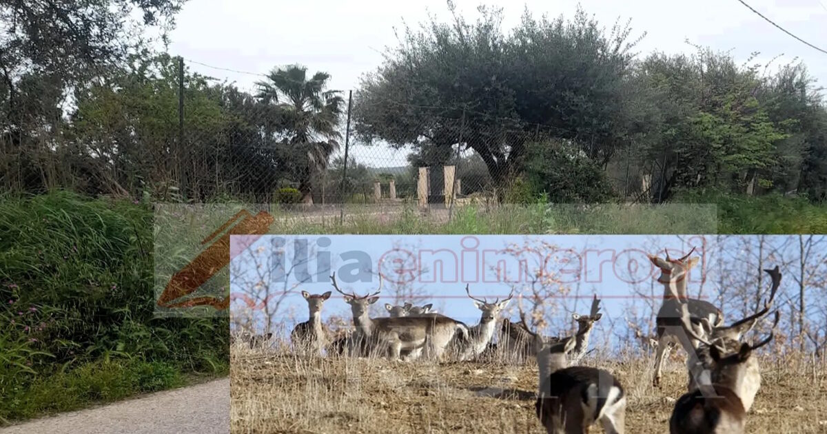 Πύργος: Ελάφια «το έσκασαν» από περιφραγμένο χώρο και προκάλεσαν τροχαία