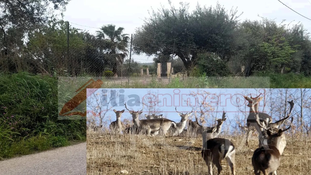 Ελάφια στους δρόμους του Πύργου Ηλείας